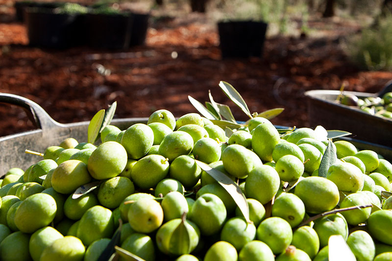 Aceite de cosecha temprana: todas las claves para identificarlo