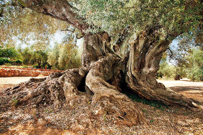 origen del olivar
