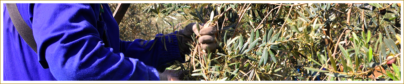 Manual Harvesting