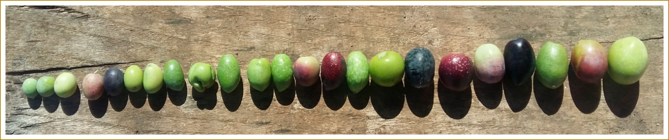 Olive Selection