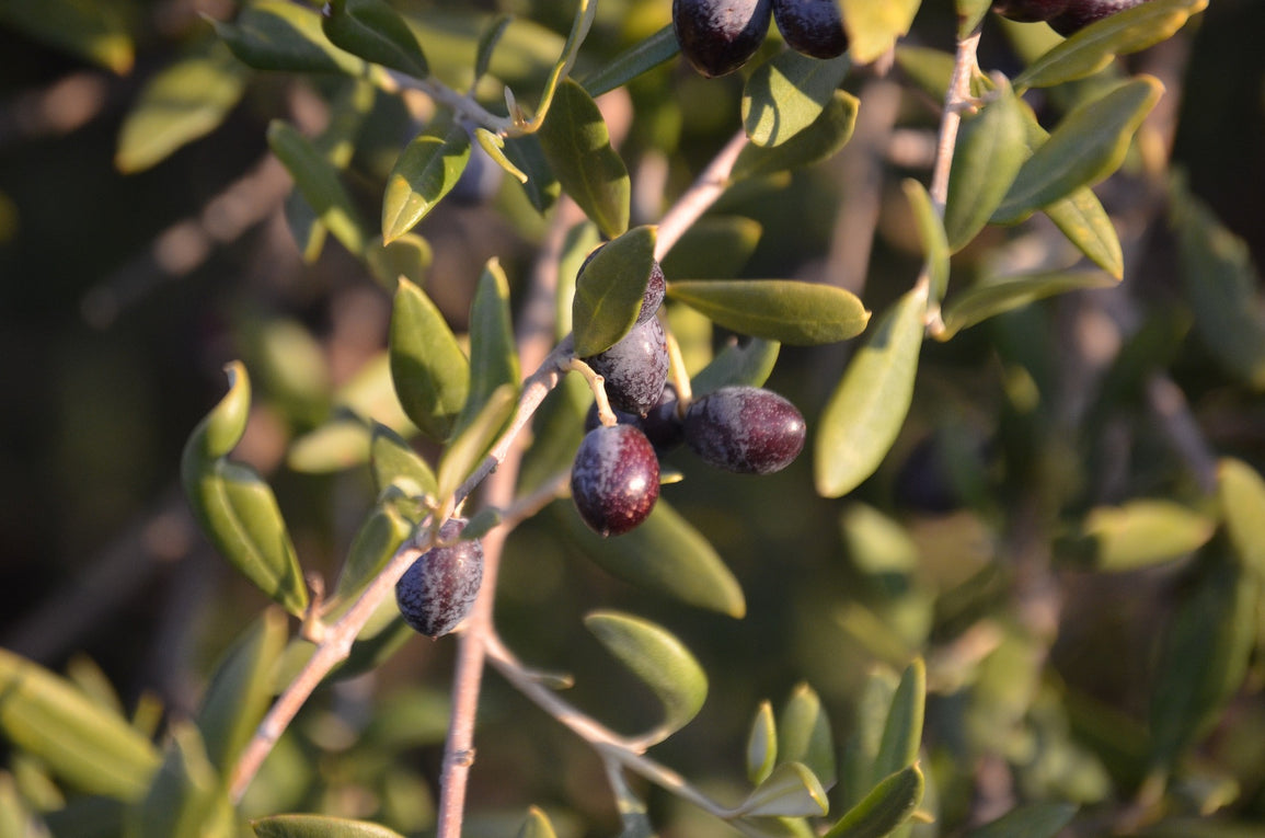 Acebuche: curiosidades del ancestro del olivar