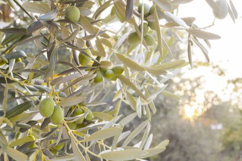 ¿Cuántas aceitunas da un olivo cada cosecha?