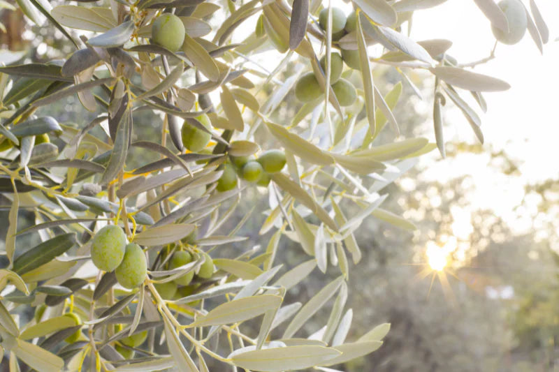 ¿Cuántas aceitunas da un olivo cada cosecha?