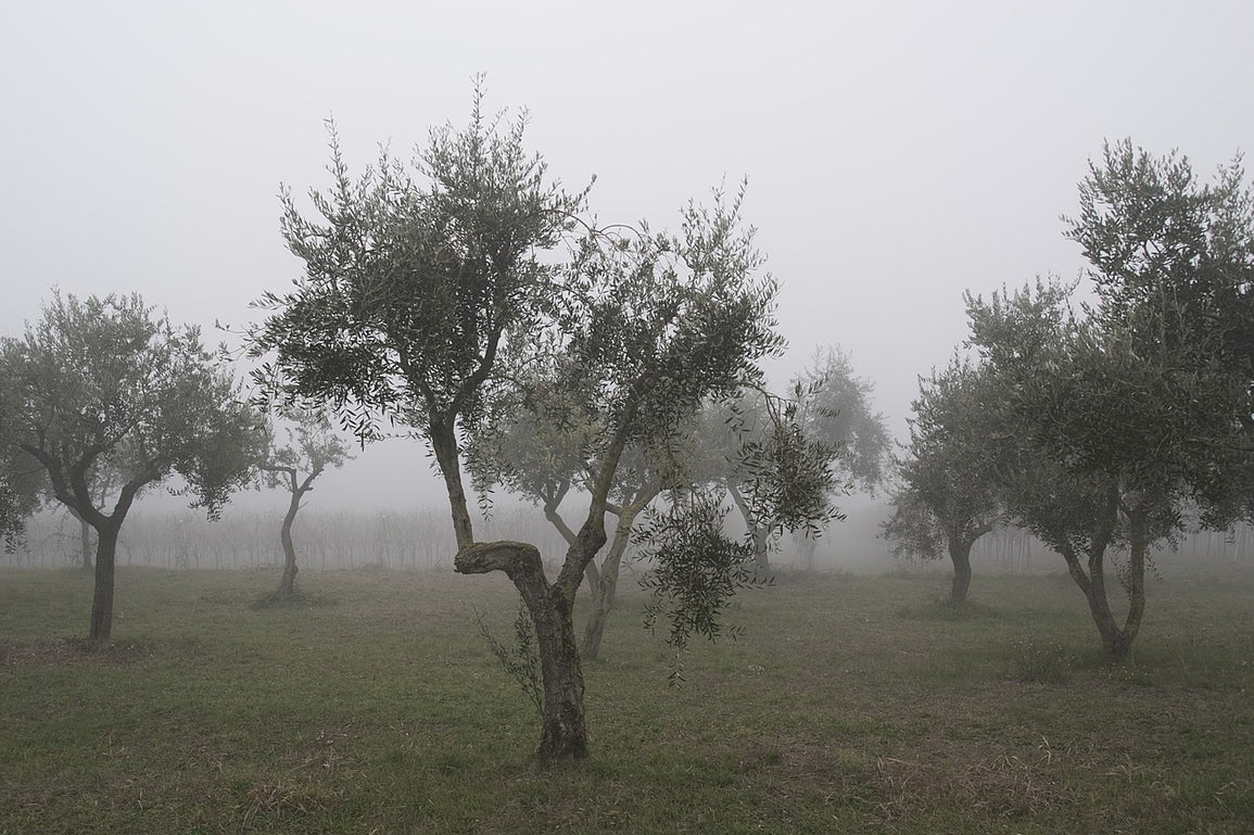 ¿Cómo impacta el frío en el olivar y en el aceite de oliva?