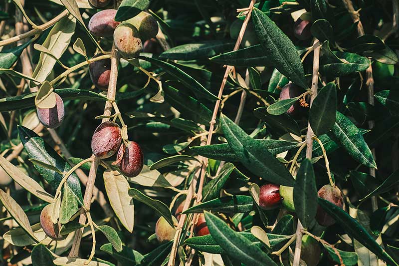 Acebuche: curiosidades del ancestro del olivar