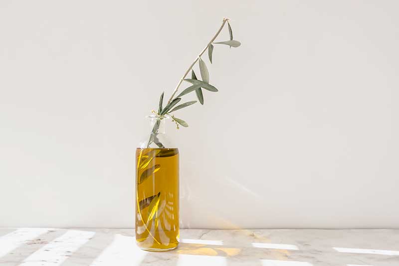 Esqueje de olivo: todo lo que debes saber para crear tu propio árbol