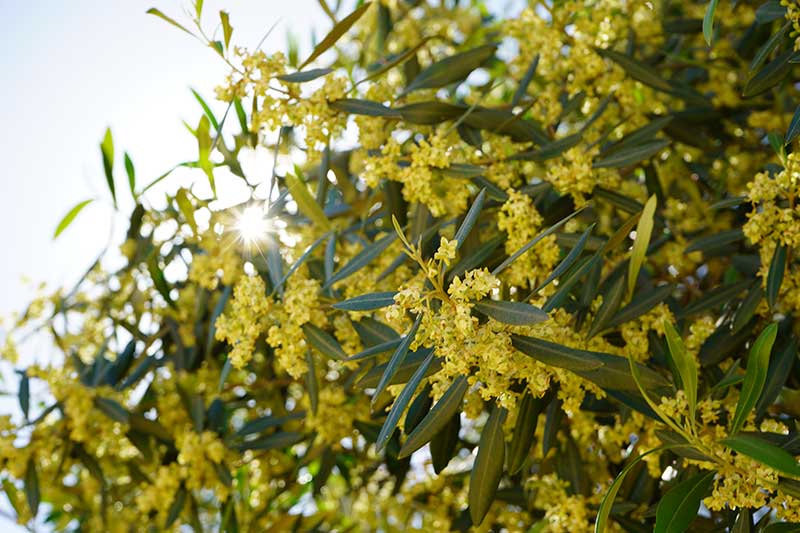 Flor del olivo: un espectáculo para la vista… y el paladar