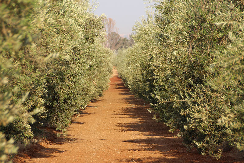 Cómo se prepara el campo para la recogida de aceitunas