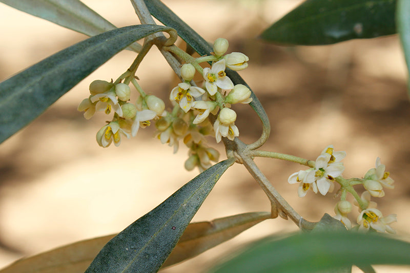 cuanta aceituna da un olivo
