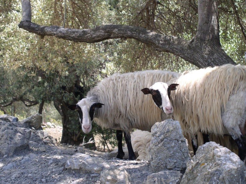 Ovejas y olivar: los beneficios del pastoreo en el cultivo ecológico