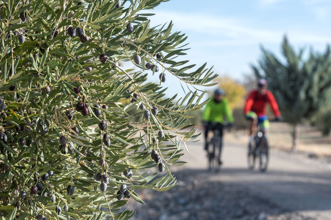 Vía Verde del Aceite: paseando entre olivos y puentes de hierro