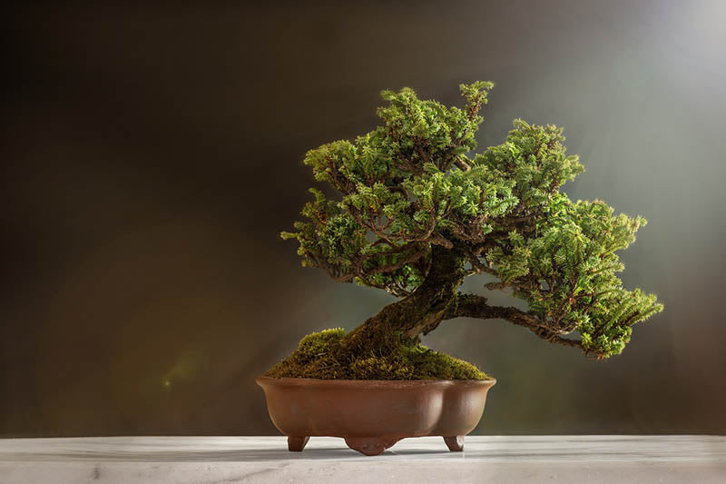 bonsai de olivo