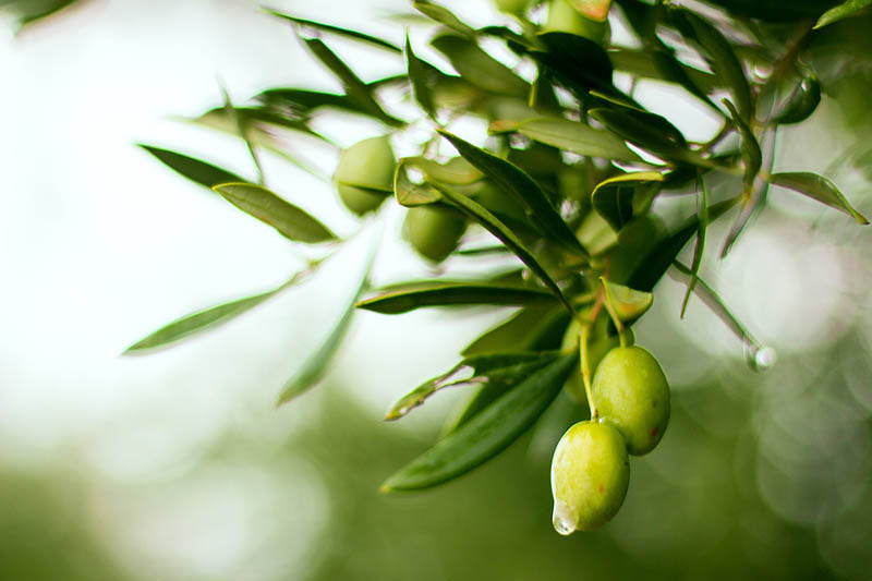 preparacion molturacion aceituna