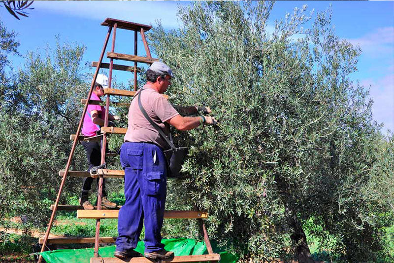 La recogida de la aceituna: cuándo se consigue un AOVE de alta calidad