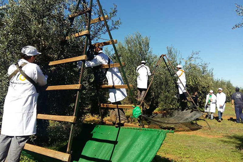 Tipos de cultivo del olivo: tradicional, intensivo y superintensivo