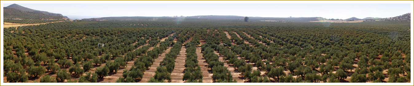 Olive Tree Selection
